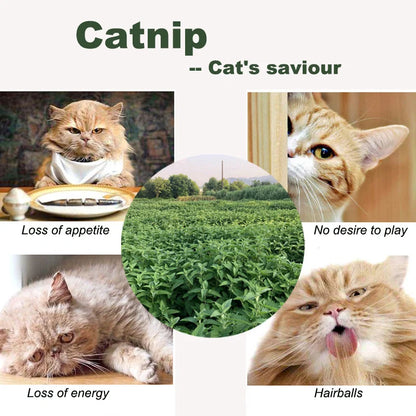Katzenminze-Beutel, 10 Stück, gehacktes Blattpulver für Katzen, natürliches Nepeta Cataria-Spielzeug, Katzenminzepulver
