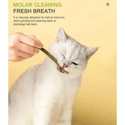 6 Natural Matatabi Catnip Sticks for Cats, for Teeth Cleaning and Gum Stimulation, Cat Toys, Pet Supplies